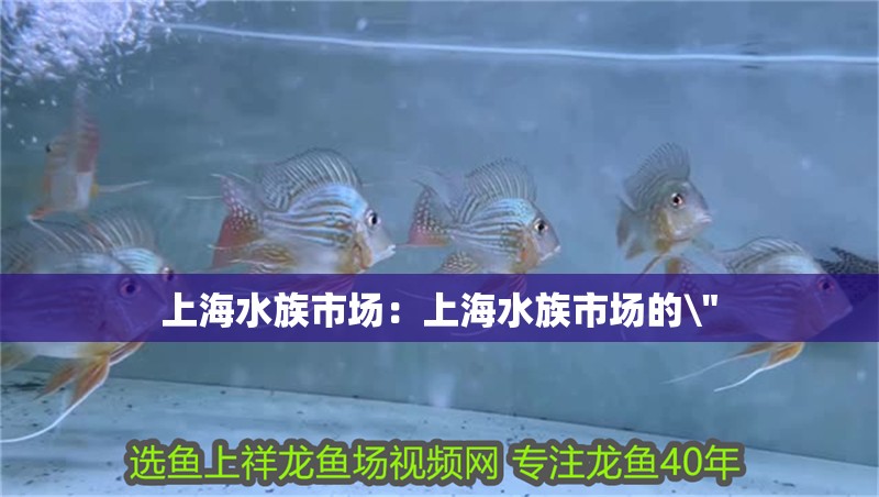 上海水族市場：上海水族市場的\