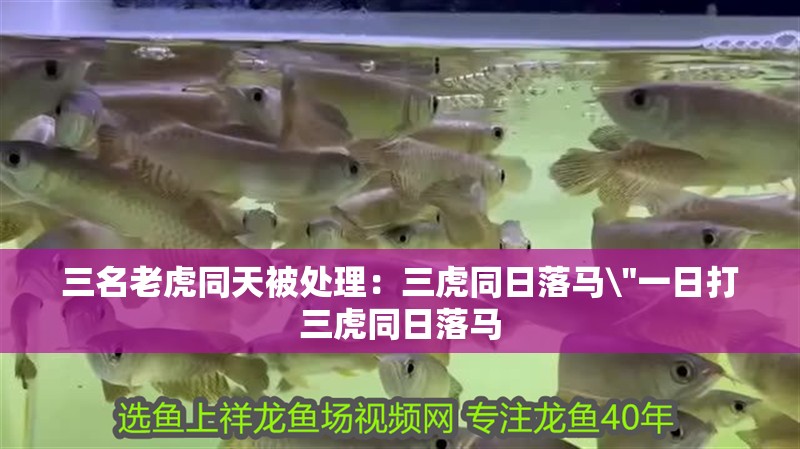 三名老虎同天被處理：三虎同日落馬\