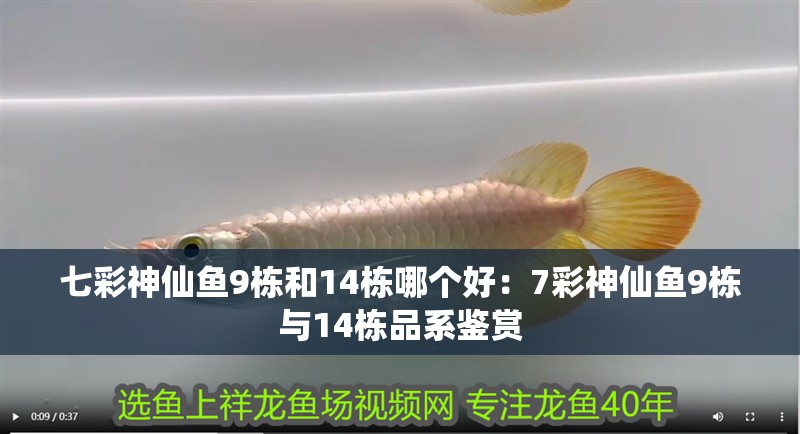 七彩神仙魚9棟和14棟哪個好：7彩神仙魚9棟與14棟品系鑒賞