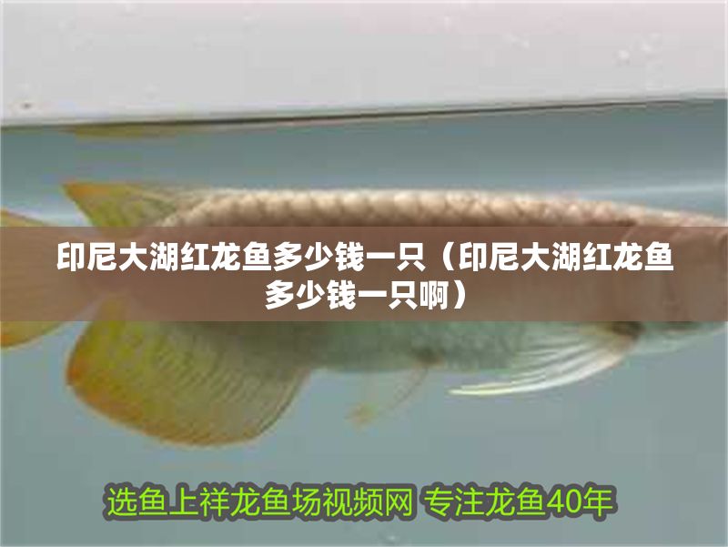 印尼大湖紅龍魚多少錢一只（印尼大湖紅龍魚多少錢一只啊）