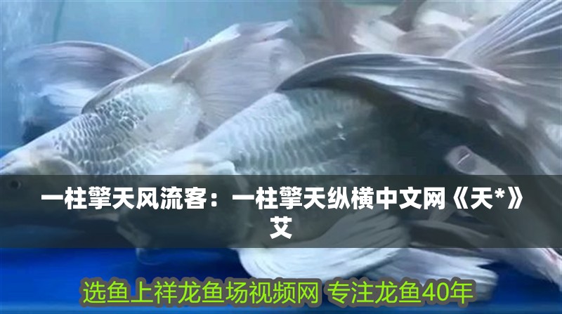 一柱擎天風(fēng)流客：一柱擎天縱橫中文網(wǎng)《天*》艾