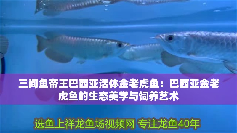 三間魚帝王巴西亞活體金老虎魚：巴西亞金老虎魚的生態(tài)美學(xué)與飼養(yǎng)藝術(shù)