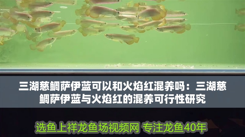 三湖慈鯛薩伊藍可以和火焰紅混養嗎：三湖慈鯛薩伊藍與火焰紅的混養可行性研究
