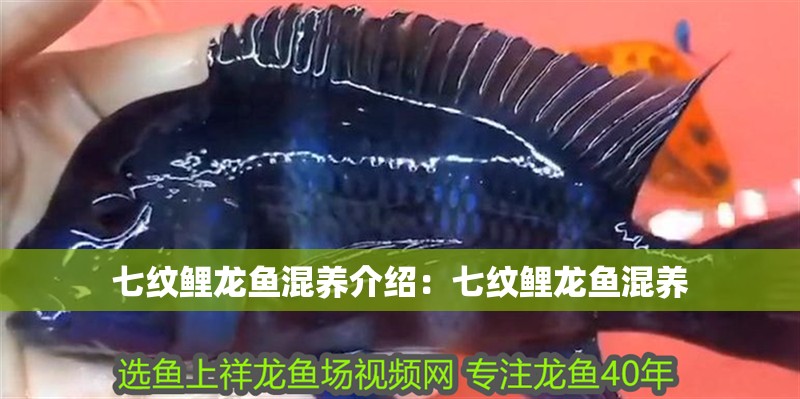 七紋鯉龍魚混養(yǎng)介紹：七紋鯉龍魚混養(yǎng) 七紋鯉龍魚混養(yǎng)介紹：七紋鯉龍魚混養(yǎng) 龍魚論壇