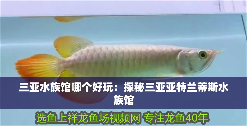 三亞水族館哪個好玩：探秘三亞亞特蘭蒂斯水族館