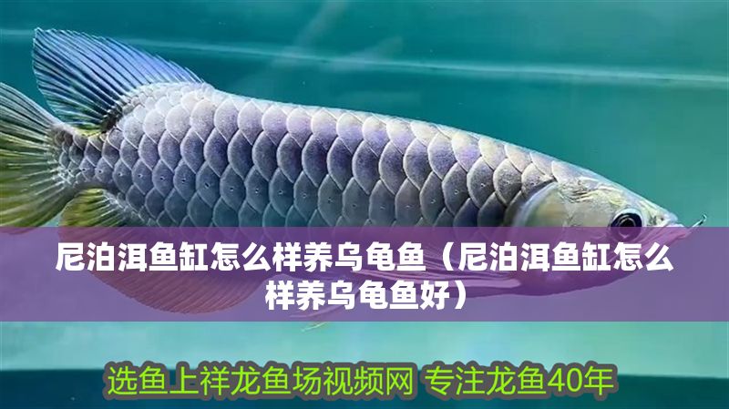 尼泊洱魚缸怎么樣養(yǎng)烏龜魚（尼泊洱魚缸怎么樣養(yǎng)烏龜魚好）