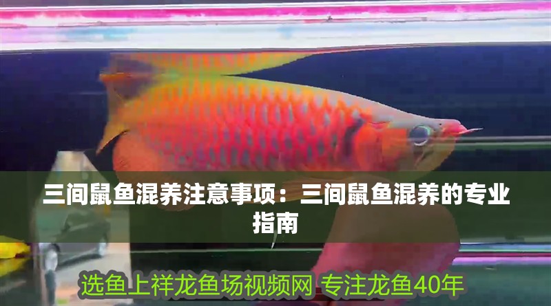 三間鼠魚混養注意事項：三間鼠魚混養的專業指南 三間鼠魚混養注意事項：三間鼠魚混養的專業指南 龍魚論壇