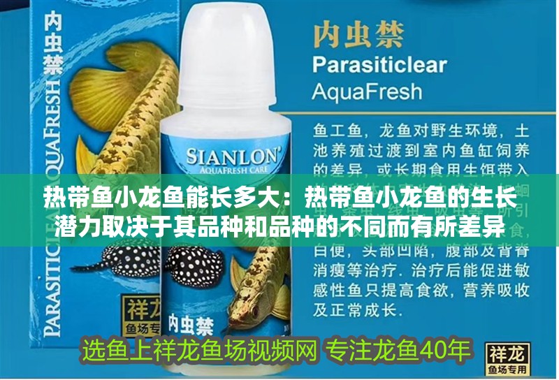 熱帶魚小龍魚能長多大：熱帶魚小龍魚的生長潛力取決于其品種和品種的不同而有所差異 熱帶魚小龍魚能長多大：熱帶魚小龍魚的生長潛力取決于其品種和品種的不同而有所差異 龍魚百科