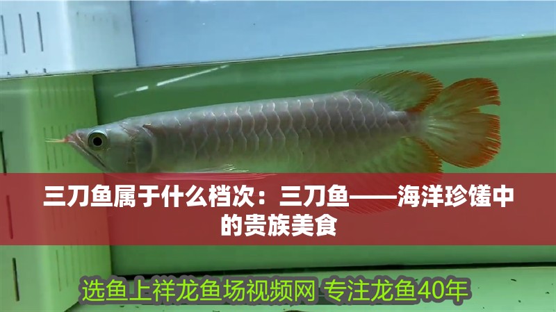 三刀魚屬于什么檔次：三刀魚——海洋珍饈中的貴族美食