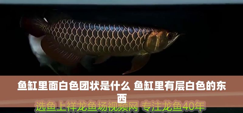 魚缸里面白色團狀是什么 魚缸里有層白色的東西