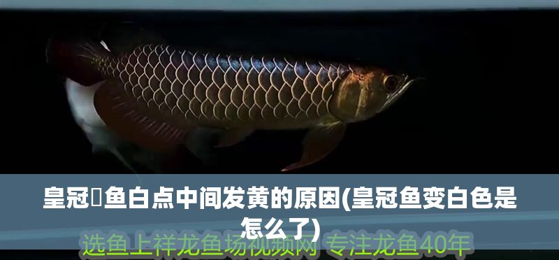 皇冠魟魚(yú)白點(diǎn)中間發(fā)黃的原因(皇冠魚(yú)變白色是怎么了)