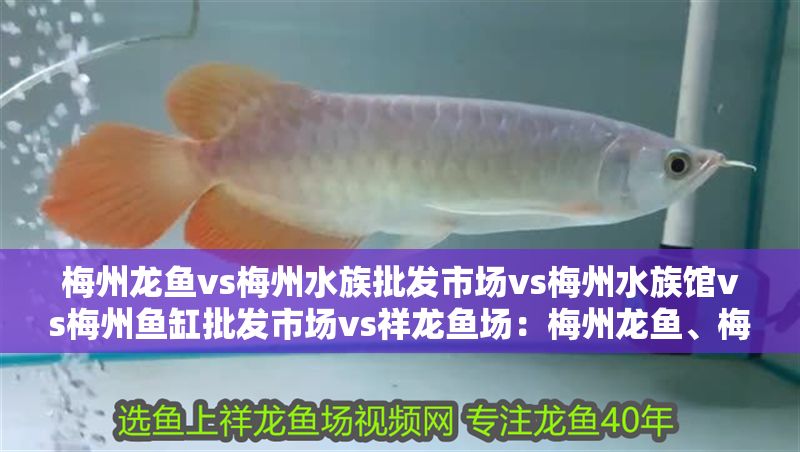 梅州龍魚(yú)vs梅州水族批發(fā)市場(chǎng)vs梅州水族館vs梅州魚(yú)缸批發(fā)市場(chǎng)vs祥龍魚(yú)場(chǎng)：梅州龍魚(yú)、梅州水族市場(chǎng)、梅州水族館、梅州魚(yú)缸批發(fā)及祥龍魚(yú)場(chǎng)