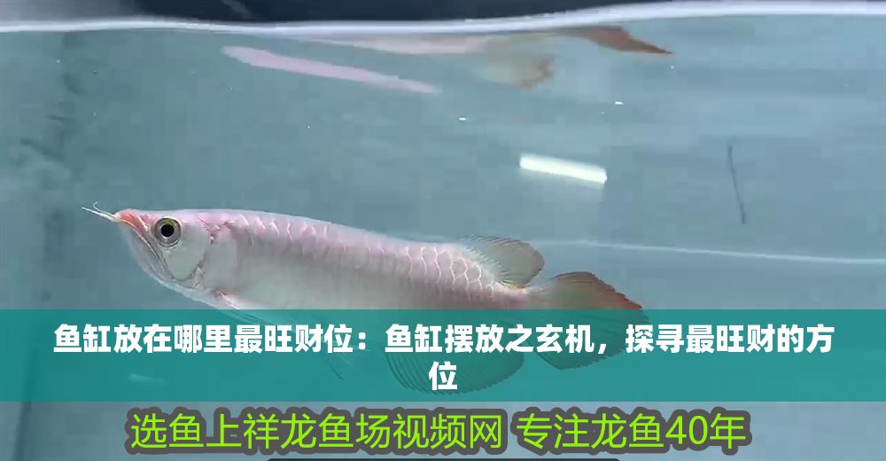 魚缸放在哪里最旺財位：魚缸擺放之玄機，探尋最旺財的方位