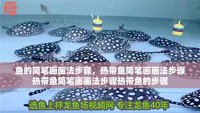 魚的簡筆畫畫法步驟，熱帶魚簡筆畫畫法步驟熱帶魚簡筆畫畫法步驟熱帶魚的步驟