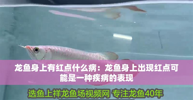 龍魚身上有紅點什么?。糊堲~身上出現紅點可能是一種疾病的表現