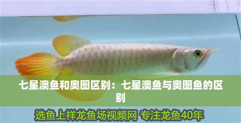 七星澳魚和奧圖區別：七星澳魚與奧圖魚的區別