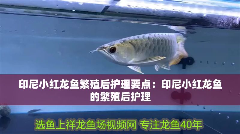 印尼小紅龍魚繁殖后護理要點：印尼小紅龍魚的繁殖后護理