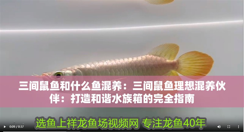 三間鼠魚和什么魚混養：三間鼠魚理想混養伙伴：打造和諧水族箱的完全指南