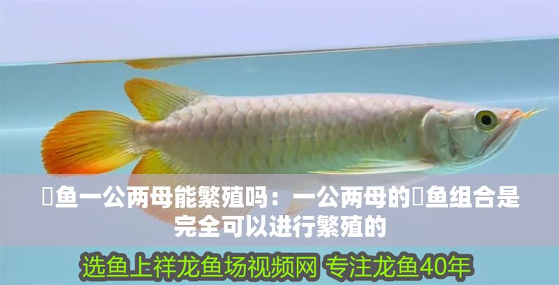 魟魚一公兩母能繁殖嗎：一公兩母的魟魚組合是完全可以進行繁殖的 魟魚一公兩母能繁殖嗎：一公兩母的魟魚組合是完全可以進行繁殖的 魟魚百科 第1張