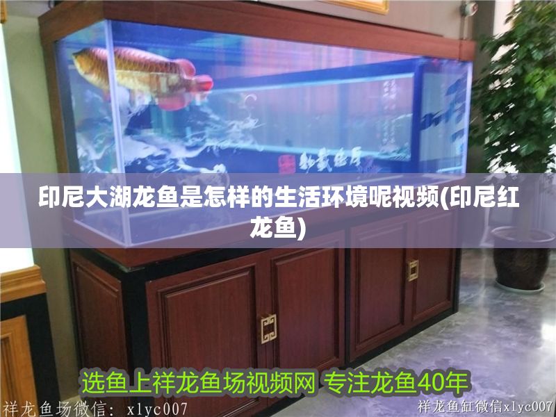 印尼大湖龍魚是怎樣的生活環境呢視頻(印尼紅龍魚)