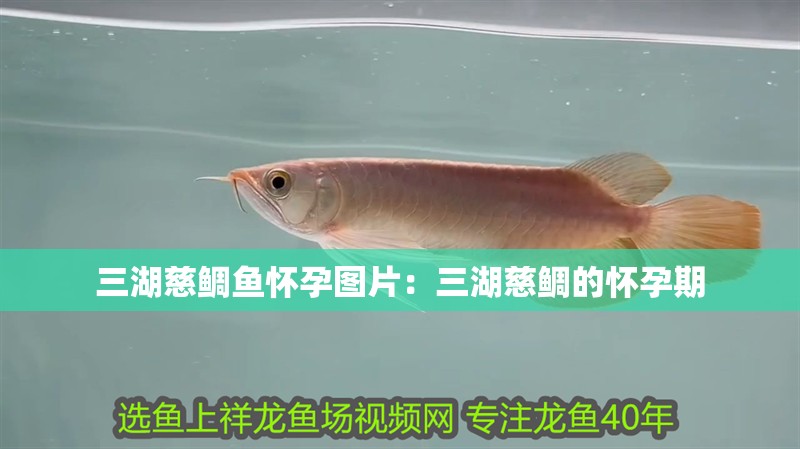 三湖慈鯛魚懷孕圖片：三湖慈鯛的懷孕期