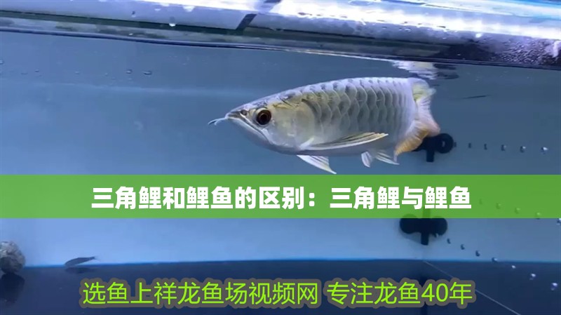 三角鯉和鯉魚的區別：三角鯉與鯉魚
