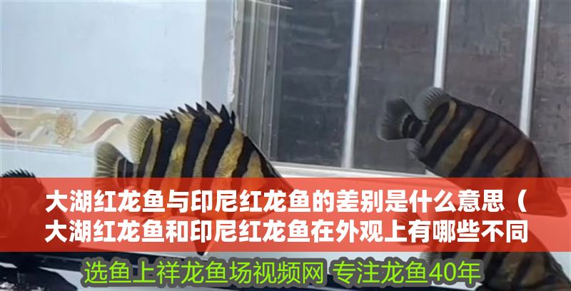 大湖紅龍魚與印尼紅龍魚的差別是什么意思（大湖紅龍魚和印尼紅龍魚在外觀上有哪些不同，區別在哪）
