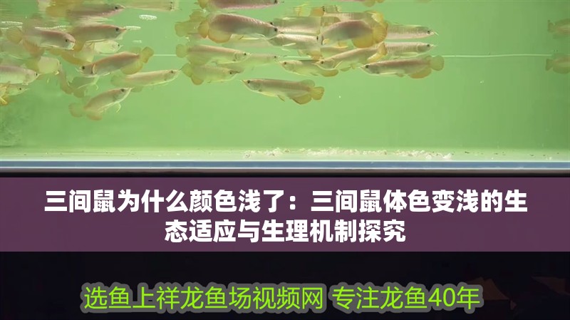 三間鼠為什么顏色淺了:三間鼠體色變淺的生態適應與生理機制探究 龍魚論壇 三間鼠為什么顏色淺了:三間鼠體色變淺的生態適應與生理機制探究 三間鼠為什么顏色淺了:三間鼠體色變淺的生態適應與生理機制探究 龍魚論壇