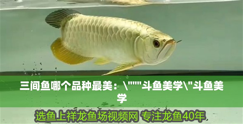 三間魚哪個品種最美：\