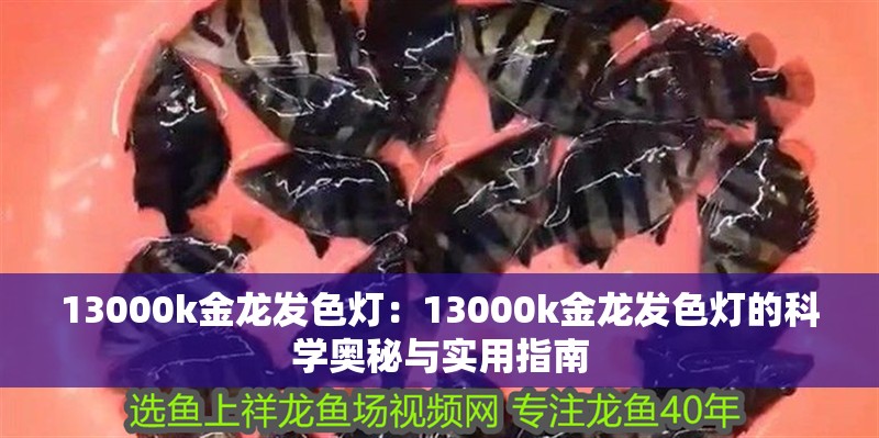 13000k金龍發色燈：13000k金龍發色燈的科學奧秘與實用指南 13000k金龍發色燈：13000k金龍發色燈的科學奧秘與實用指南 龍魚論壇
