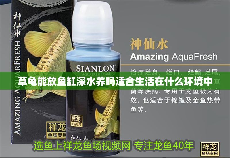 草龜能放魚缸深水養(yǎng)嗎適合生活在什么環(huán)境中