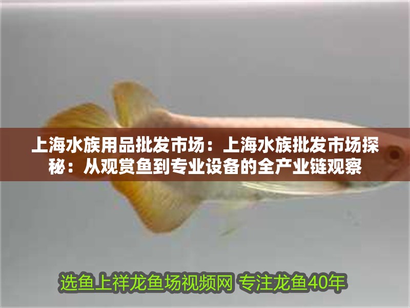 上海水族用品批發(fā)市場(chǎng)：上海水族批發(fā)市場(chǎng)探秘：從觀賞魚到專業(yè)設(shè)備的全產(chǎn)業(yè)鏈觀察