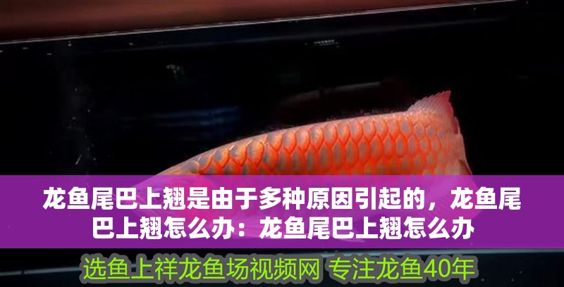 龍魚尾巴上翹是由于多種原因引起的，龍魚尾巴上翹怎么辦：龍魚尾巴上翹怎么辦