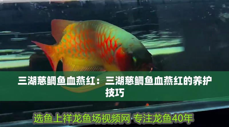三湖慈鯛魚血燕紅：三湖慈鯛魚血燕紅的養護技巧 三湖慈鯛魚血燕紅：三湖慈鯛魚血燕紅的養護技巧 龍魚論壇