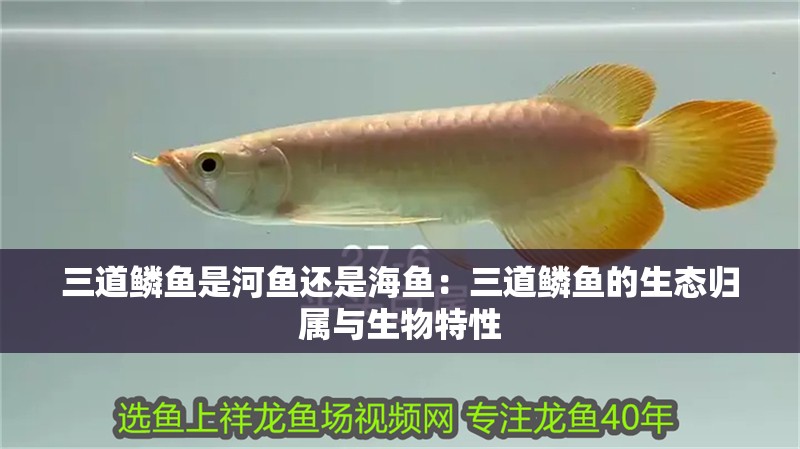 三道鱗魚是河魚還是海魚：三道鱗魚的生態歸屬與生物特性 三道鱗魚是河魚還是海魚：三道鱗魚的生態歸屬與生物特性 龍魚論壇