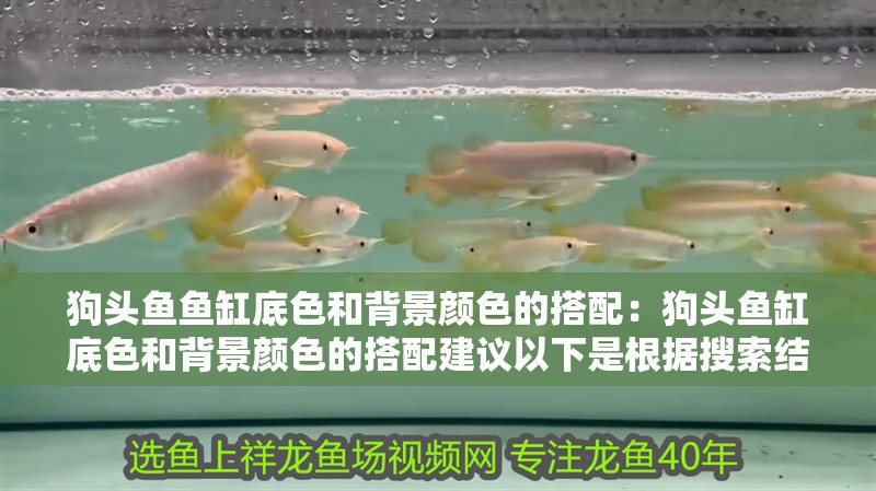 狗頭魚魚缸底色和背景顏色的搭配：狗頭魚缸底色和背景顏色的搭配建議以下是根據(jù)搜索結(jié)果整理的建議