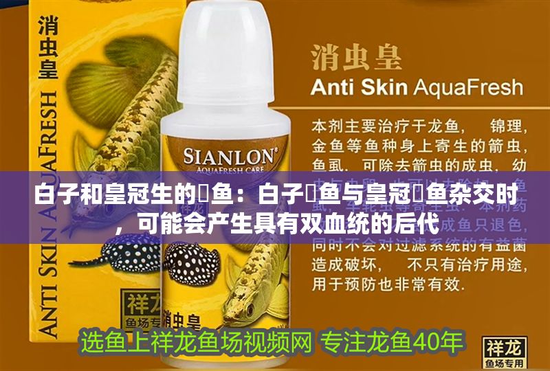 白子和皇冠生的魟魚：白子魟魚與皇冠魟魚雜交時，可能會產生具有雙血統的后代