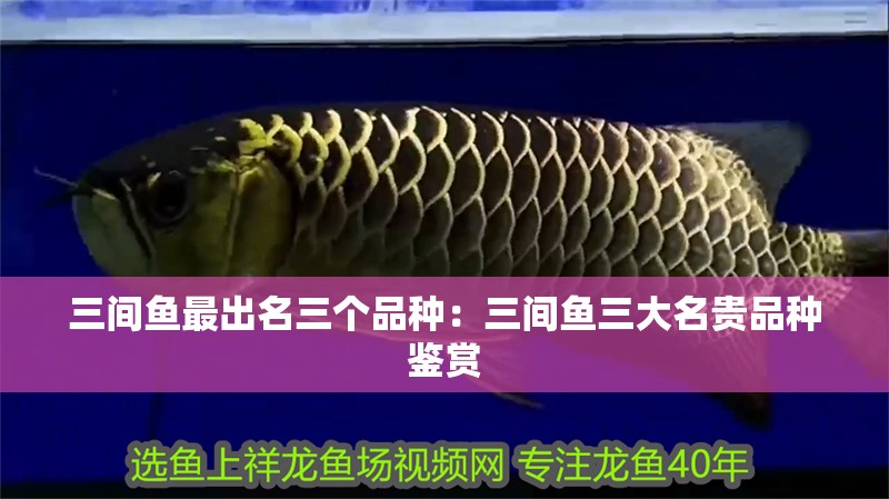 三間魚最出名三個品種：三間魚三大名貴品種鑒賞 三間魚最出名三個品種：三間魚三大名貴品種鑒賞 龍魚論壇