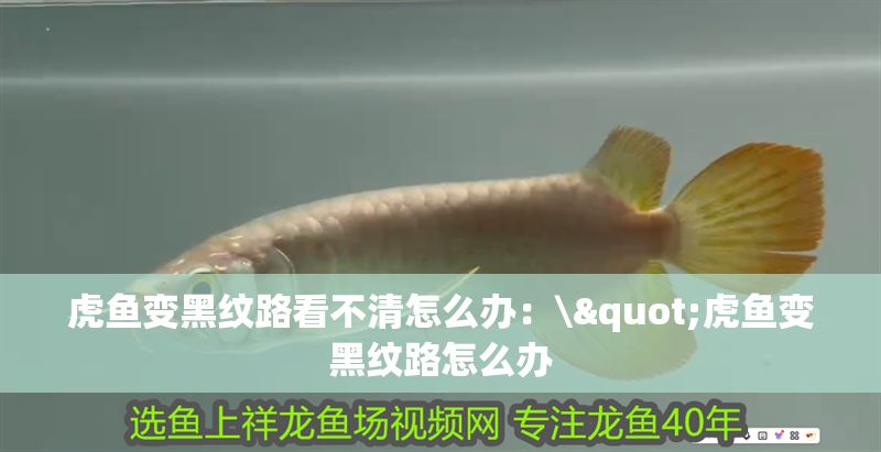 虎魚變黑紋路看不清怎么辦：\"虎魚變黑紋路怎么辦