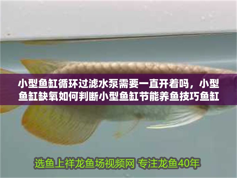 小型魚缸循環(huán)過濾水泵需要一直開著嗎，小型魚缸缺氧如何判斷小型魚缸節(jié)能養(yǎng)魚技巧魚缸過濾系統(tǒng)優(yōu)化方案