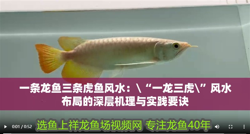 一條龍魚三條虎魚風水：\“一龍三虎\”風水布局的深層機理與實踐要訣