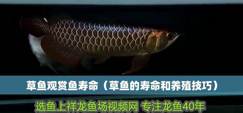 魚缸過濾器選購指南:自制魚缸過濾器魚缸上置過濾器對于養(yǎng)魚愛好者的必備知識 草魚觀賞魚壽命(草魚的壽命和養(yǎng)殖技巧) 觀賞魚百科 草魚觀賞魚壽命(草魚的壽命和養(yǎng)殖技巧) 草魚觀賞魚壽命(草魚的壽命和養(yǎng)殖技巧) 觀賞魚百科