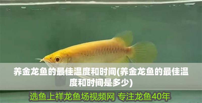 養(yǎng)金龍魚的最佳溫度和時(shí)間(養(yǎng)金龍魚的最佳溫度和時(shí)間是多少)