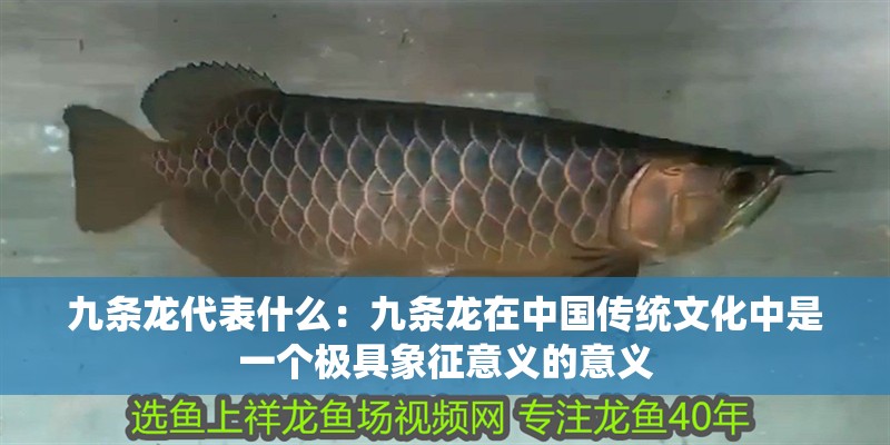 九條龍代表什么：九條龍在中國傳統文化中是一個極具象征意義的意義