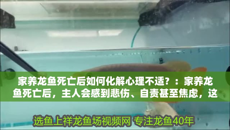 家養龍魚死亡后如何化解心理不適？：家養龍魚死亡后，主人會感到悲傷、自責甚至焦慮，這種情感反應正常 家養龍魚死亡后如何化解心理不適？：家養龍魚死亡后，主人會感到悲傷、自責甚至焦慮，這種情感反應正常 龍魚百科