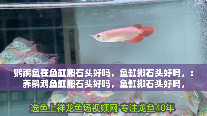 鸚鵡魚在魚缸搬石頭好嗎，魚缸搬石頭好嗎，：養(yǎng)鸚鵡魚缸搬石頭好嗎，魚缸搬石頭好嗎，
