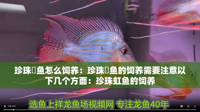珍珠魟魚怎么飼養(yǎng)：珍珠魟魚的飼養(yǎng)需要注意以下幾個方面：珍珠虹魚的飼養(yǎng)