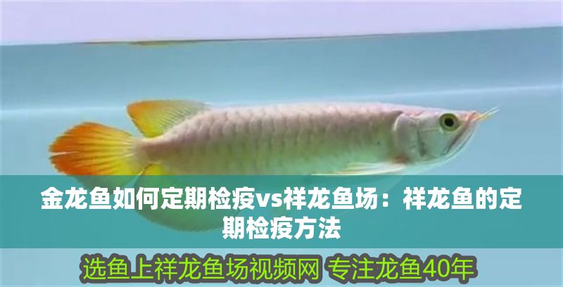 金龍魚如何定期檢疫vs祥龍魚場(chǎng)：祥龍魚的定期檢疫方法