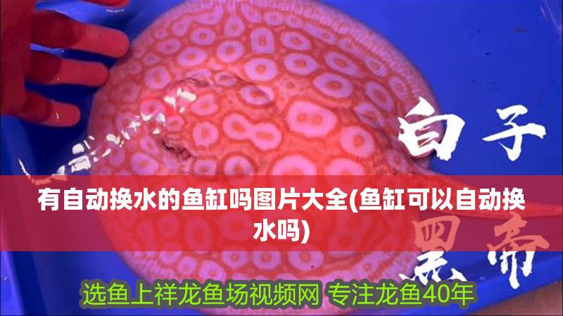 有自動換水的魚缸嗎圖片大全(魚缸可以自動換水嗎)