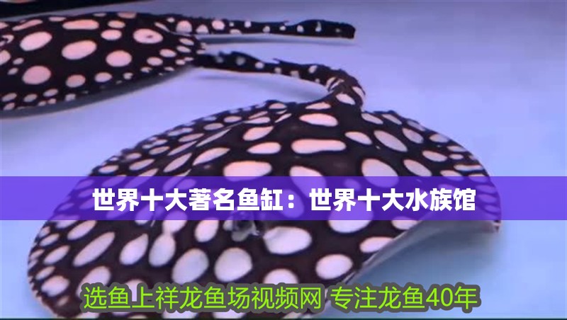 世界十大著名魚缸：世界十大水族館